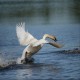 Photo of Trumpeter Swan