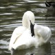 Photo of Trumpeter Swan