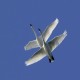 Photo of Trumpeter Swan