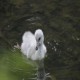 Photo of Trumpeter Swan
