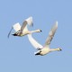 Photo of Tundra Swan