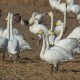 Photo of Whooper Swan
