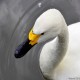 Photo of Whooper Swan