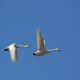Photo of Whooper Swan