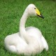 Photo of Whooper Swan