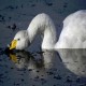 Photo of Whooper Swan