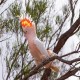 Photo of Pink Cockatoo
