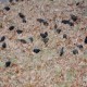 Photo of Rusty Blackbird