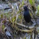 Photo of Rusty Blackbird