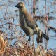 Photo of Rusty Blackbird