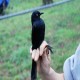 Photo of Rusty Blackbird