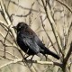 Photo of Rusty Blackbird