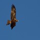 Photo of Wedge-tailed Eagle