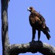 Photo of Wedge-tailed Eagle
