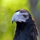 Photo of Wedge-tailed Eagle
