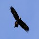 Photo of Wedge-tailed Eagle