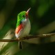Photo of Cuban Tody
