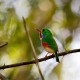 Photo of Cuban Tody