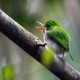 Photo of Cuban Tody