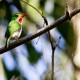 Photo of Cuban Tody