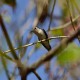 Photo of Bee Hummingbird