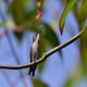 Photo of Bee Hummingbird