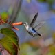 Photo of Bee Hummingbird