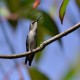 Photo of Bee Hummingbird