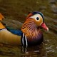 Photo of Mandarin Duck