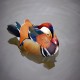 Photo of Mandarin Duck