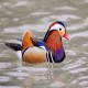 Photo of Mandarin Duck