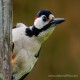 Photo of Great Spotted Woodpecker