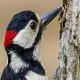 Photo of Great Spotted Woodpecker