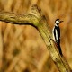 Photo of Great Spotted Woodpecker