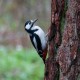 Photo of Great Spotted Woodpecker