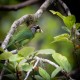 Photo of Fire-tufted Barbet