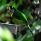 Photo of Fire-tufted Barbet