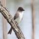 Photo of Eastern Phoebe