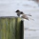 Photo of Eastern Phoebe