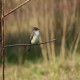 Photo of Eastern Phoebe