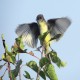 Photo of Eastern Phoebe