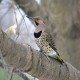 Photo of Northern Flicker