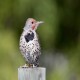 Photo of Northern Flicker