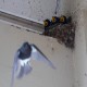 Photo of Black Phoebe