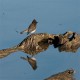 Photo of Black Phoebe
