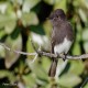 Photo of Black Phoebe