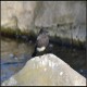 Photo of Black Phoebe