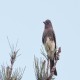 Photo of Black Phoebe