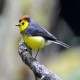 Photo of Collared Redstart