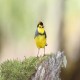 Photo of Collared Redstart
